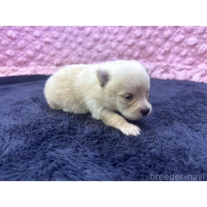 販売中の茨城県のポメラニアン-418574の8枚目