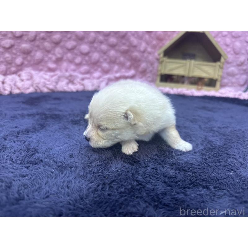 販売中の茨城県のポメラニアン-418574の7枚目