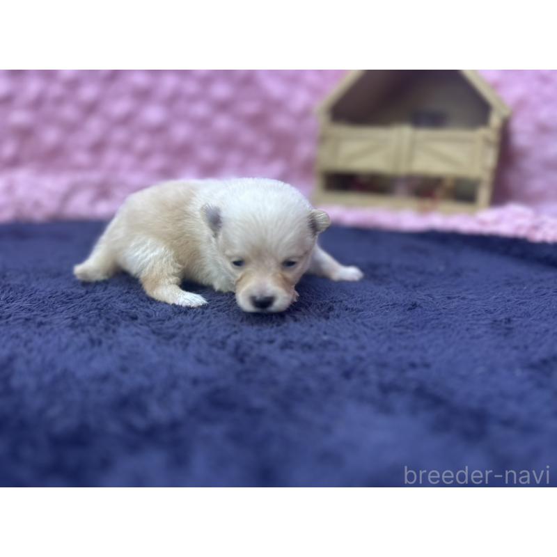 販売中の茨城県のポメラニアン-418574の5枚目