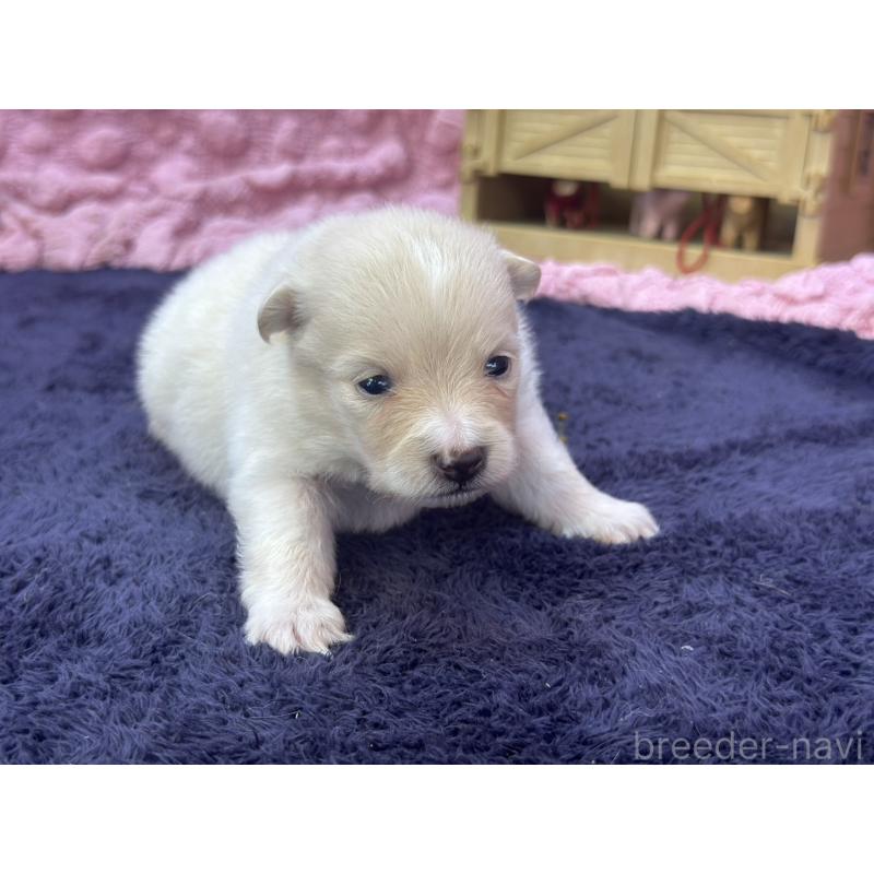 成約済の茨城県のポメラニアン-418575の15枚目