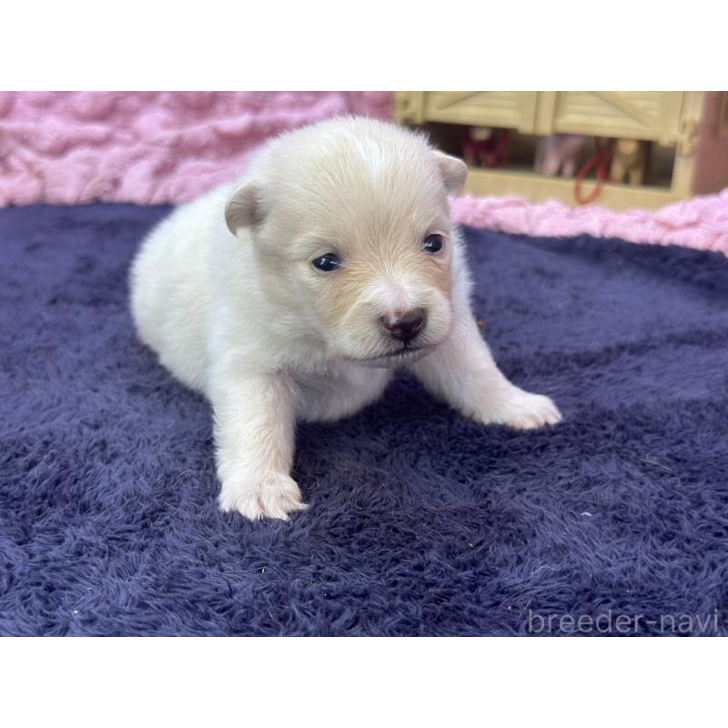 成約済の茨城県のポメラニアン-418575の14枚目