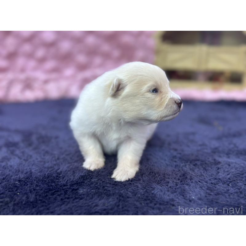 成約済の茨城県のポメラニアン-418575の13枚目