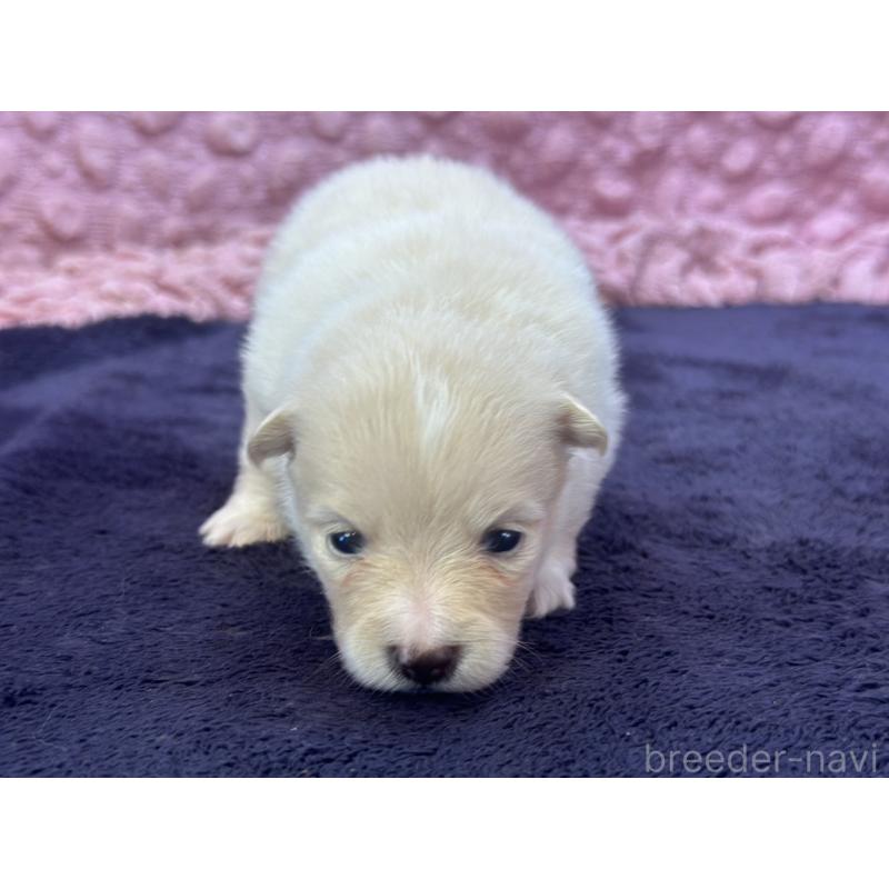 成約済の茨城県のポメラニアン-418575の12枚目