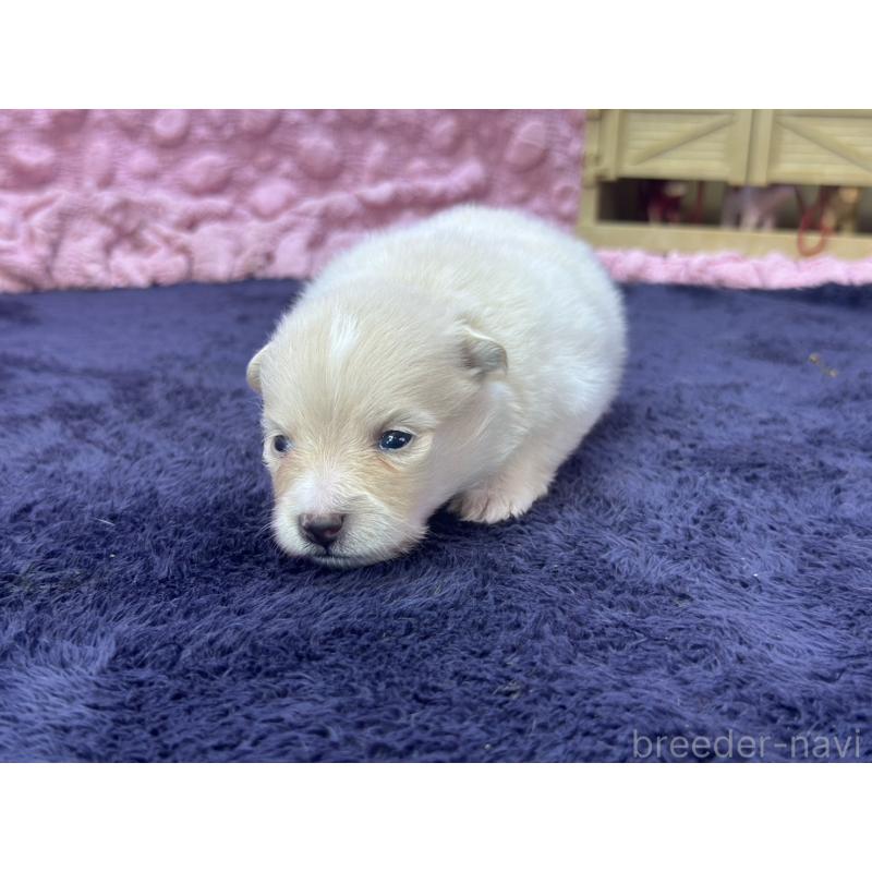 成約済の茨城県のポメラニアン-418575の11枚目