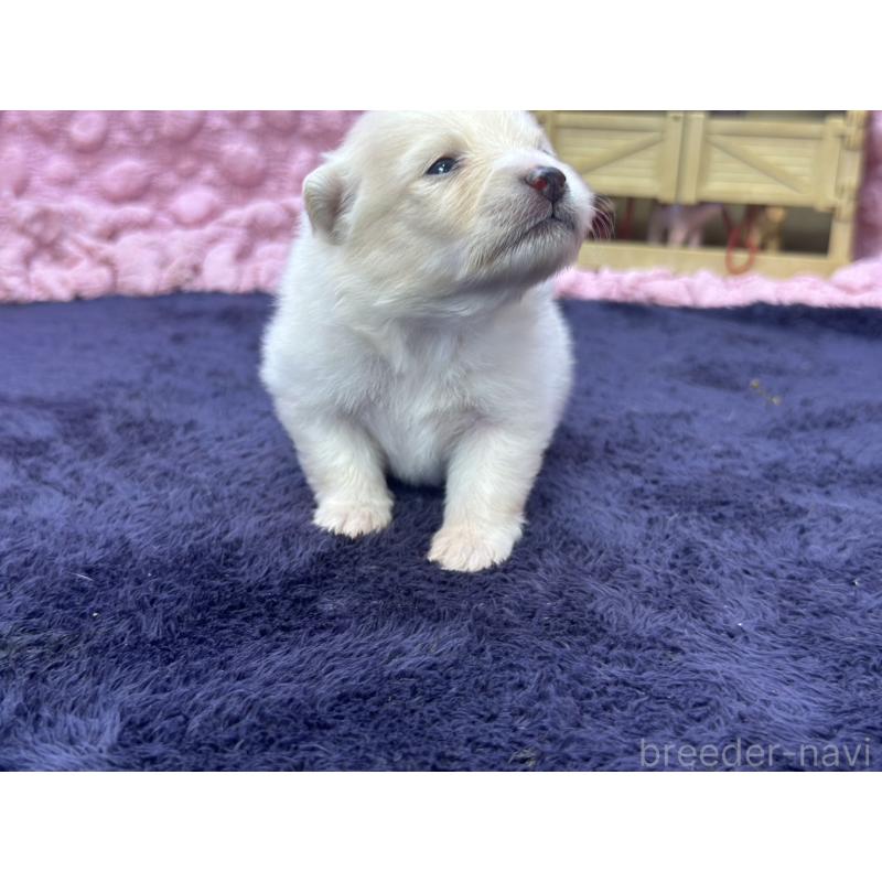 成約済の茨城県のポメラニアン-418575の10枚目