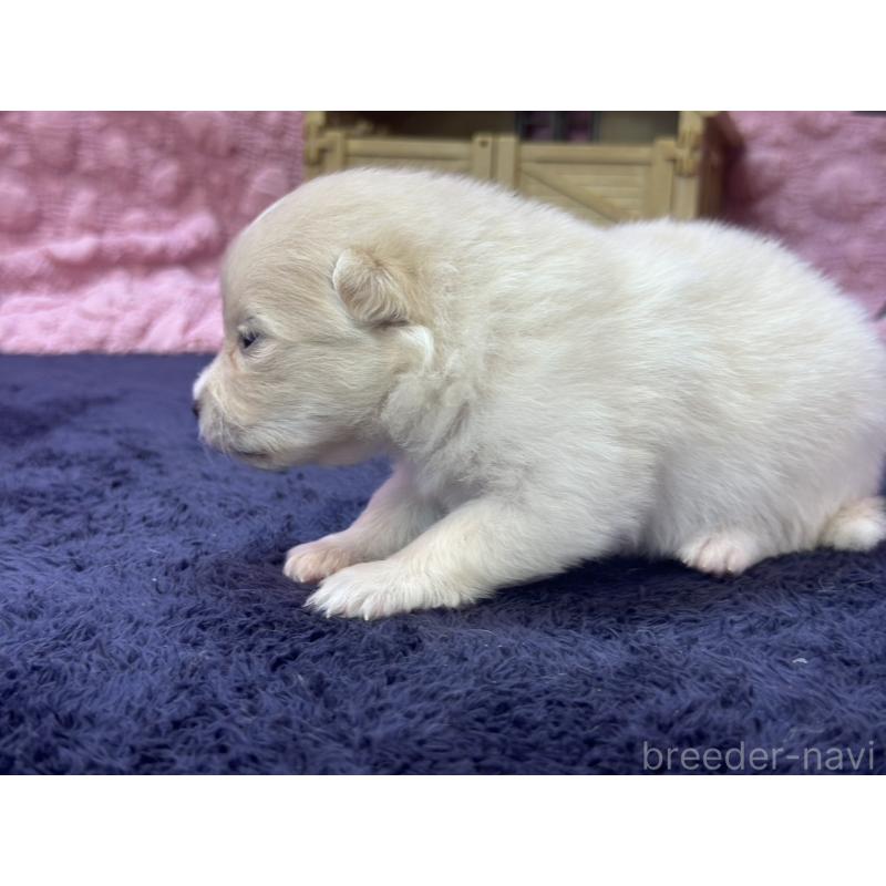 成約済の茨城県のポメラニアン-418575の9枚目