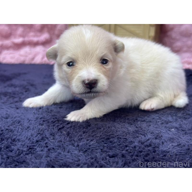 成約済の茨城県のポメラニアン-418575の7枚目