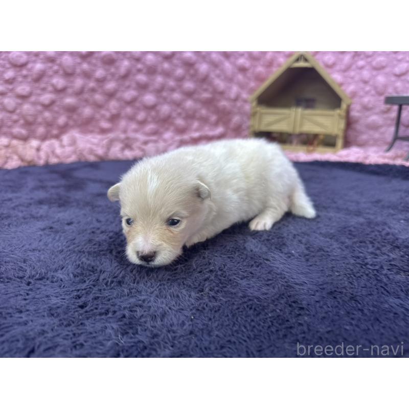 成約済の茨城県のポメラニアン-418575の8枚目