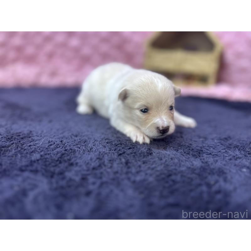 成約済の茨城県のポメラニアン-418575の6枚目