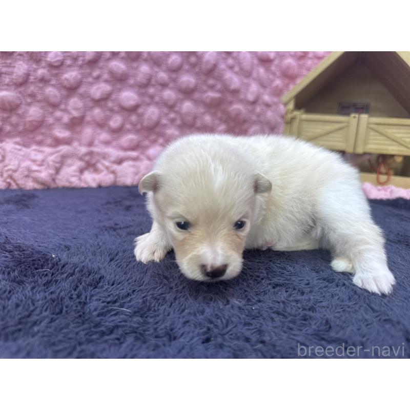 成約済の茨城県のポメラニアン-418575の5枚目