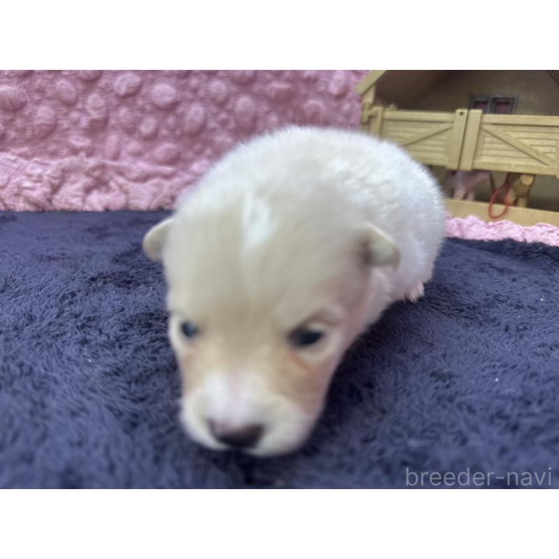 成約済の茨城県のポメラニアン-418575の4枚目