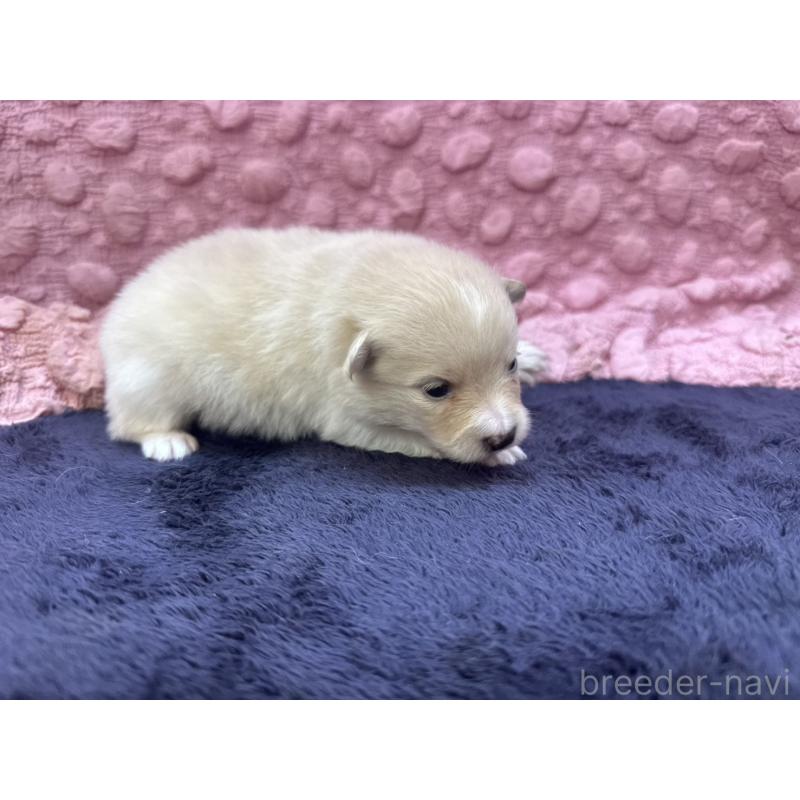 成約済の茨城県のポメラニアン-418575の3枚目