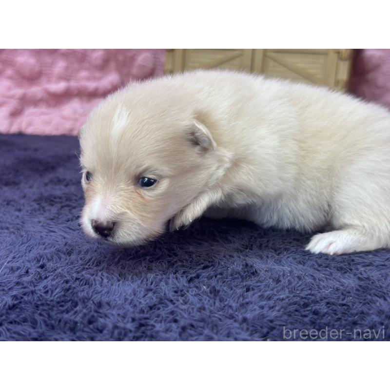 成約済の茨城県のポメラニアン-418575の2枚目