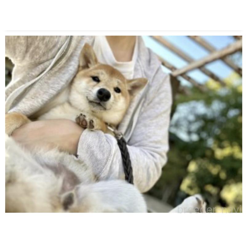 小夏ちゃん1枚目