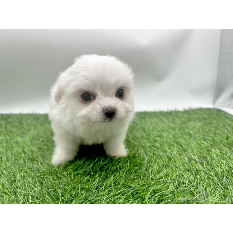 成約済の愛知県のチワマル:チワワ×マルチーズ-416423の7枚目