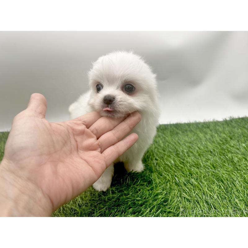 成約済の愛知県のチワマル:チワワ×マルチーズ-416423の6枚目