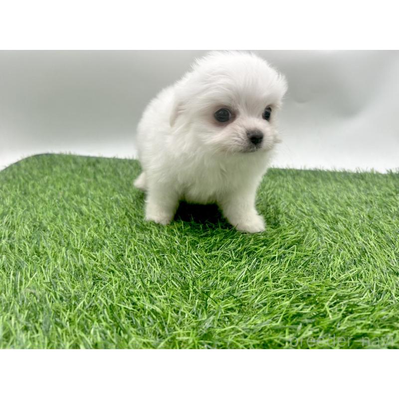 成約済の愛知県のチワマル:チワワ×マルチーズ-416423の5枚目