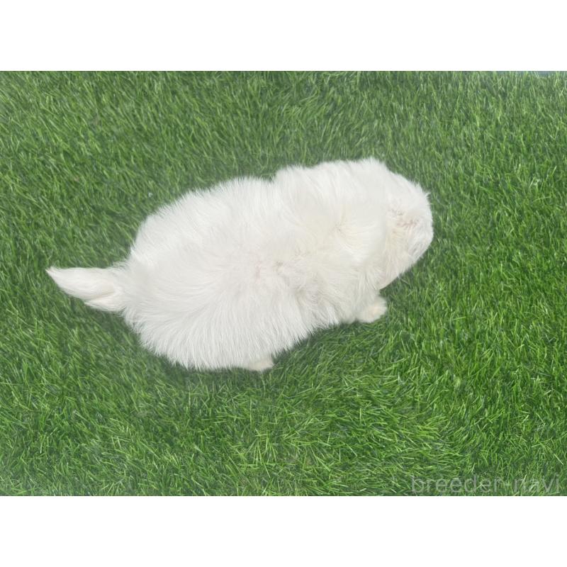 成約済の愛知県のチワマル:チワワ×マルチーズ-416423の4枚目