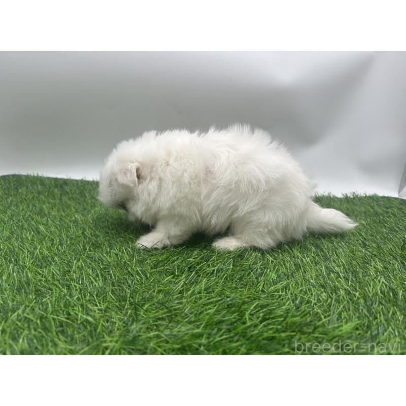 成約済の愛知県のチワマル:チワワ×マルチーズ-416423の3枚目