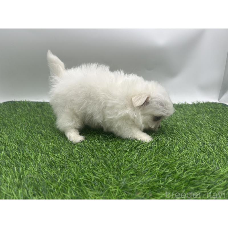 成約済の愛知県のチワマル:チワワ×マルチーズ-416423の2枚目