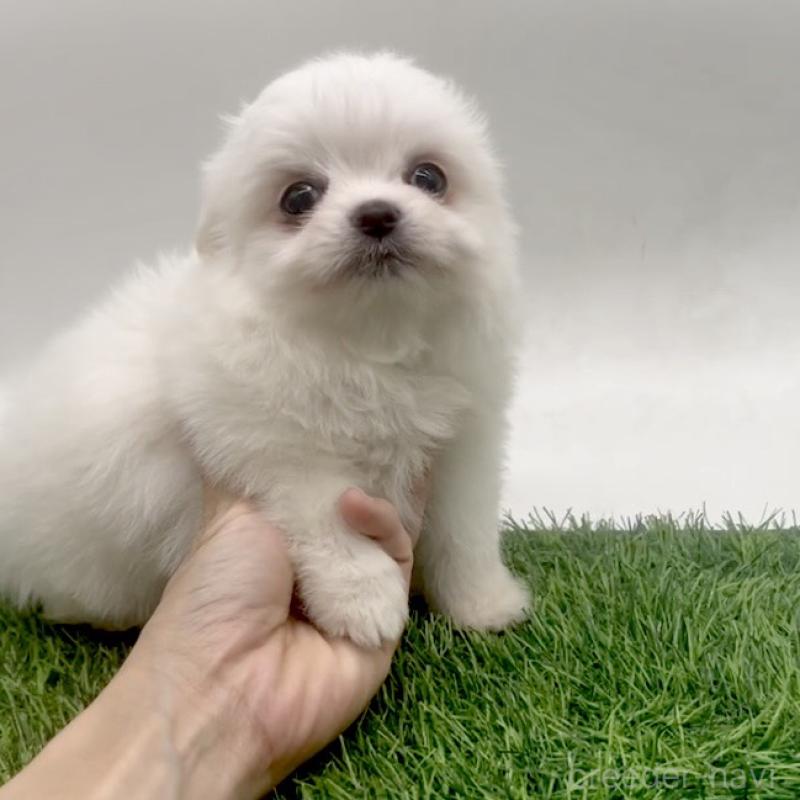 成約済の愛知県のチワマル:チワワ×マルチーズ-416423の1枚目