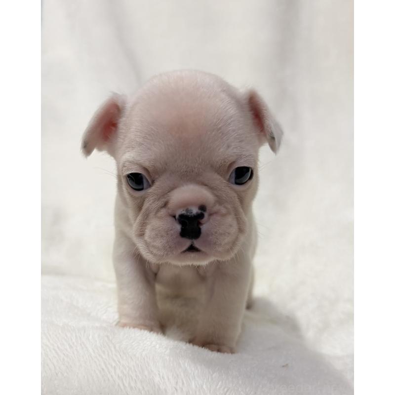 成約済の山口県のフレンチブルドッグ-416415の8枚目