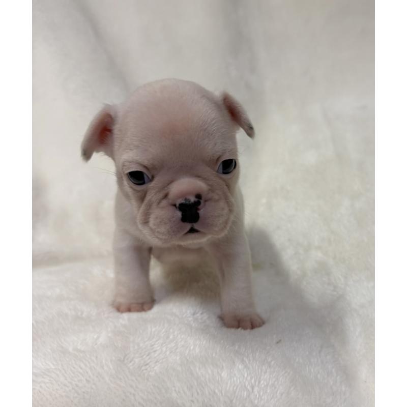 成約済の山口県のフレンチブルドッグ-416415の7枚目