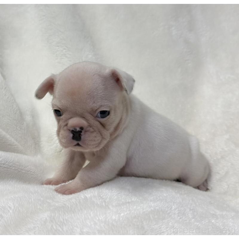 成約済の山口県のフレンチブルドッグ-416415の6枚目