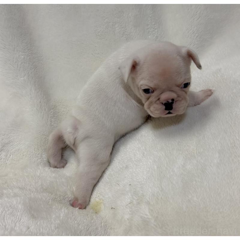 成約済の山口県のフレンチブルドッグ-416415の5枚目