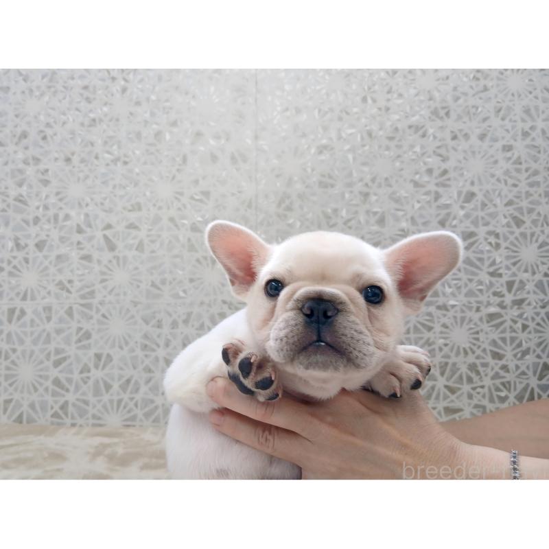 商談中の東京都のフレンチブルドッグ-418578の9枚目