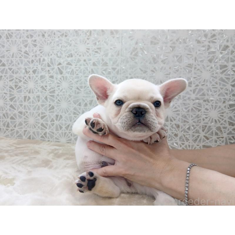 商談中の東京都のフレンチブルドッグ-418578の7枚目