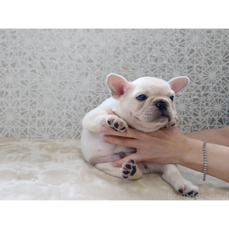 商談中の東京都のフレンチブルドッグ-418578の6枚目