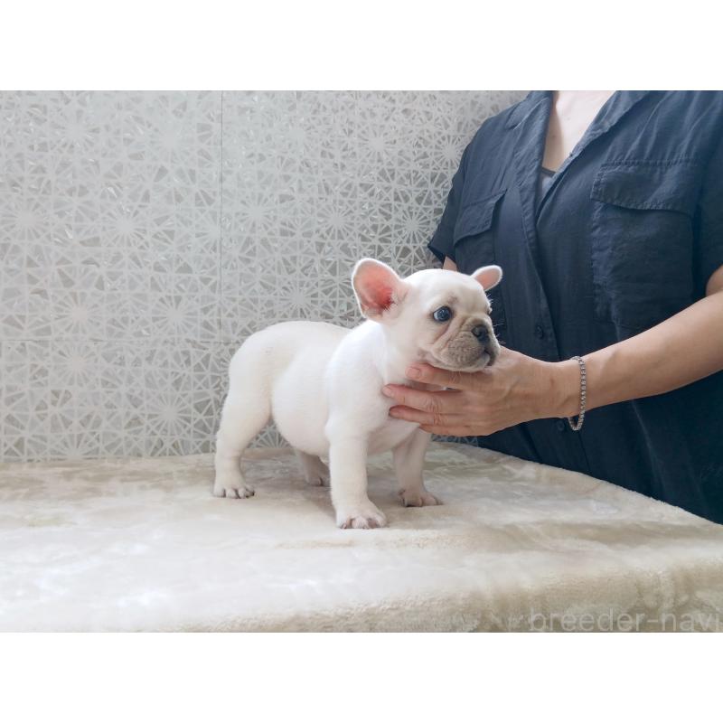 商談中の東京都のフレンチブルドッグ-418578の5枚目