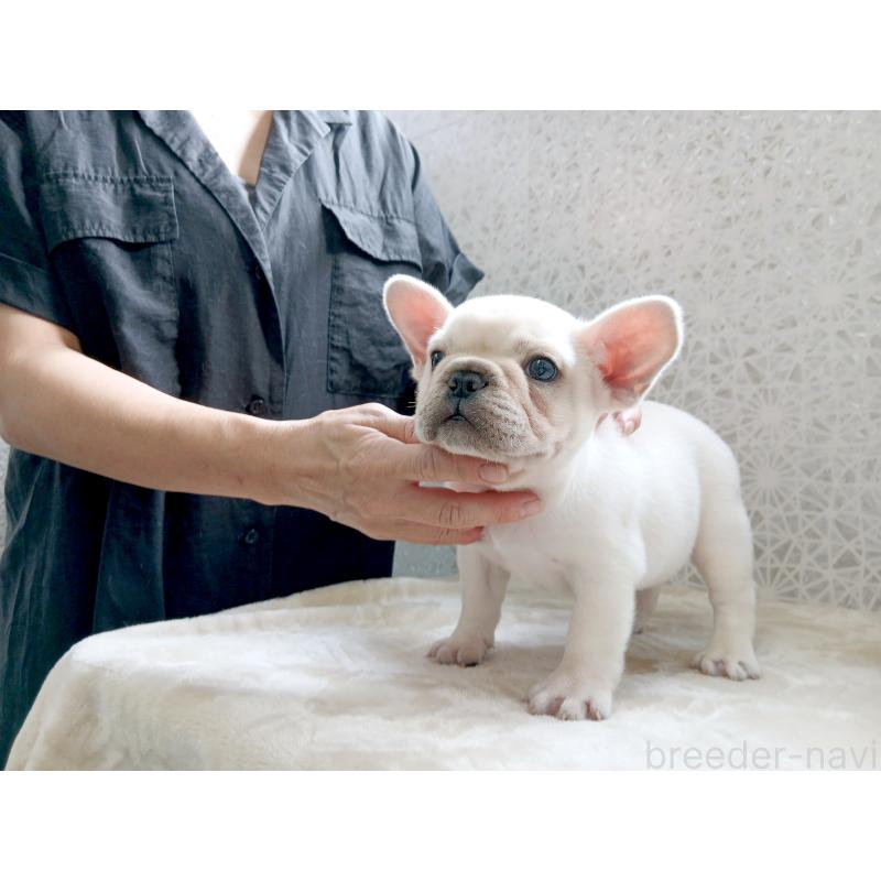 商談中の東京都のフレンチブルドッグ-418578の3枚目