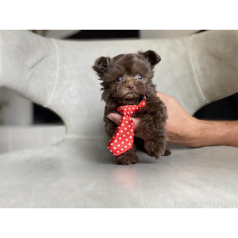 成約済の静岡県のミックス犬-414795の4枚目