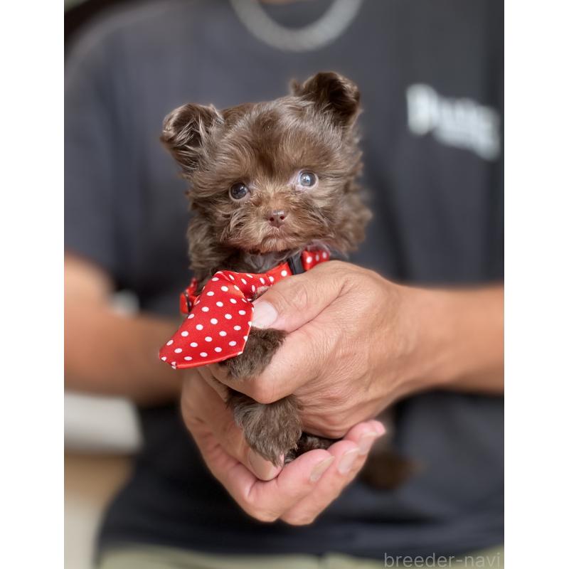 成約済の静岡県のミックス犬-414795の3枚目