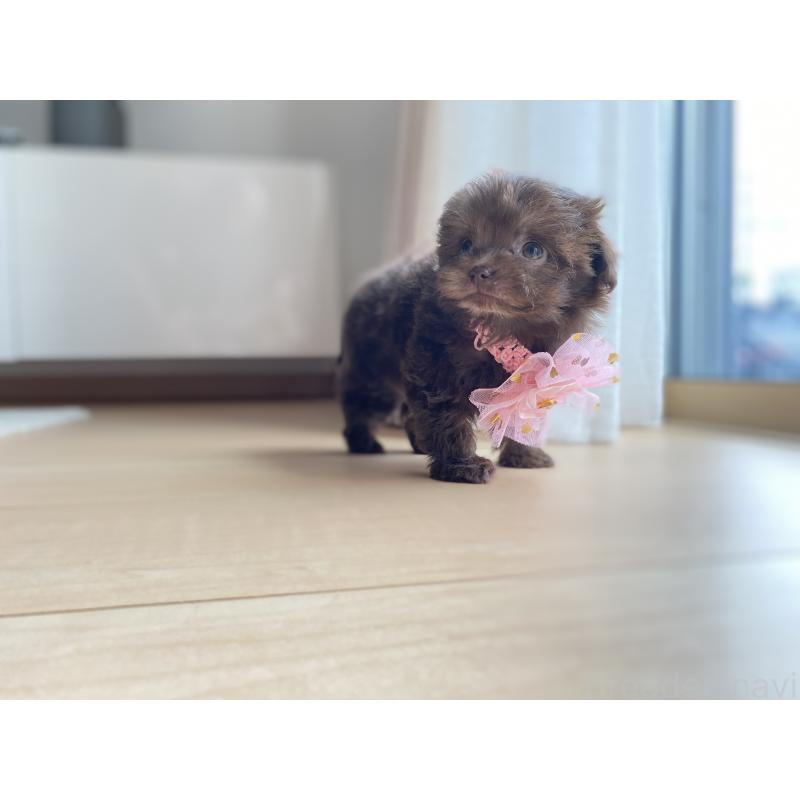 成約済の静岡県のミックス犬-414779の4枚目