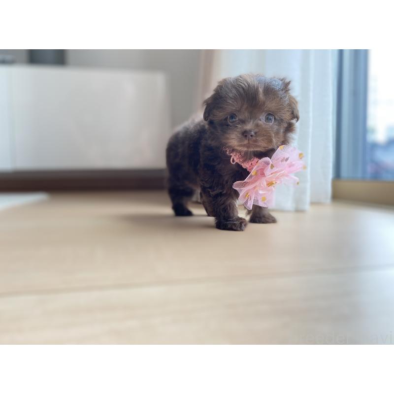 成約済の静岡県のミックス犬-414779の3枚目