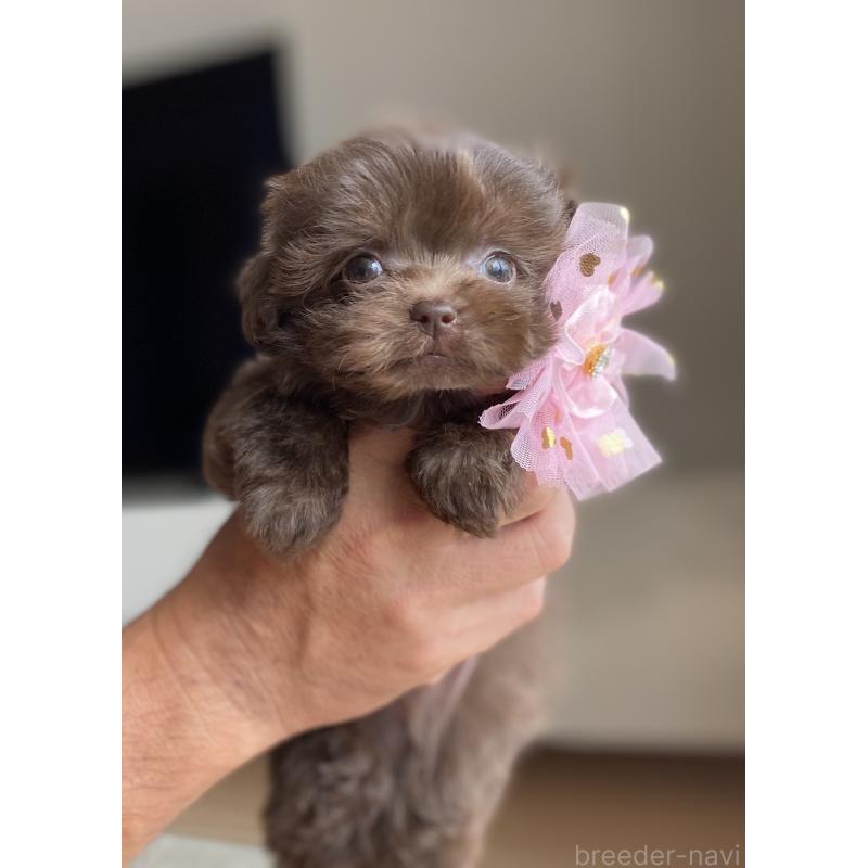 成約済の静岡県のミックス犬-414779の2枚目