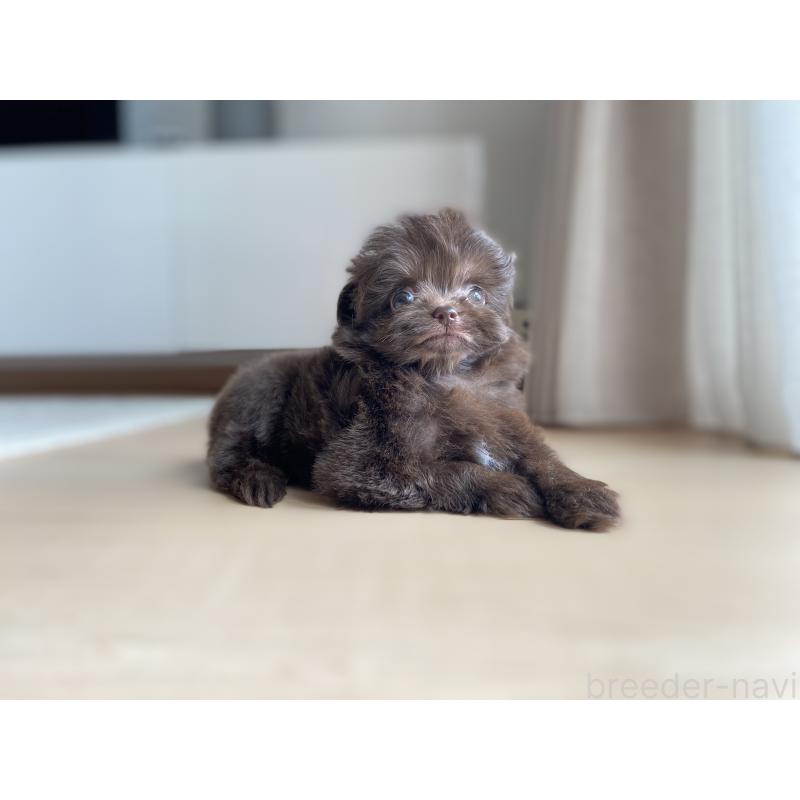 成約済の静岡県のミックス犬-414780の5枚目