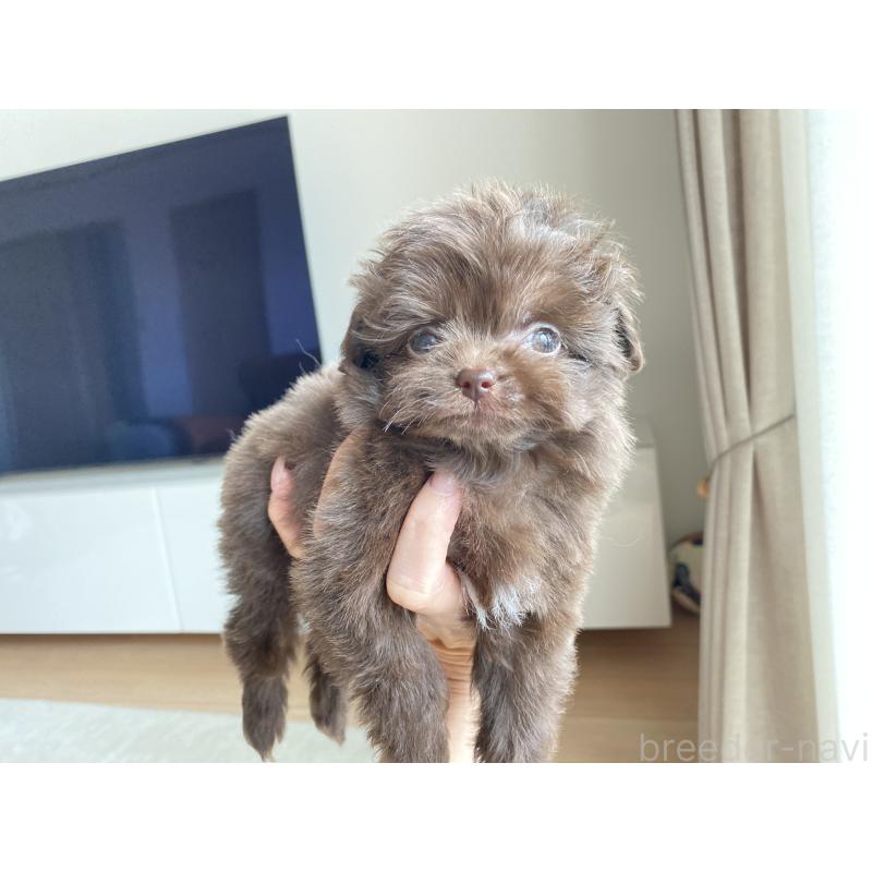 成約済の静岡県のミックス犬-414780の4枚目