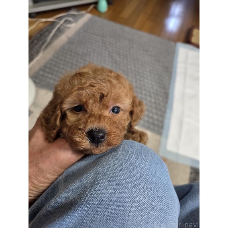 成約済の埼玉県のタイニープードル-418583の13枚目