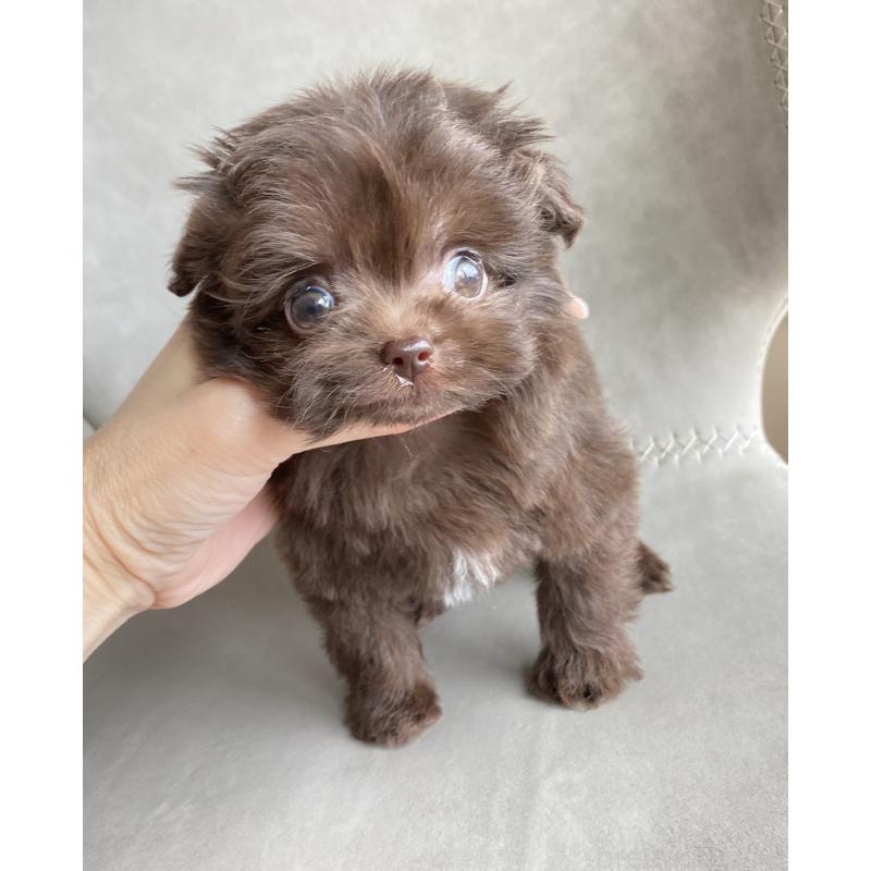 成約済の静岡県のミックス犬-414780の3枚目