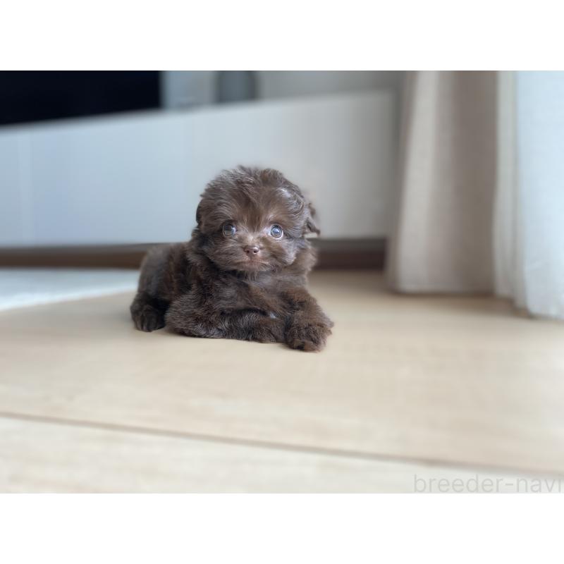 成約済の静岡県のミックス犬-414780の2枚目