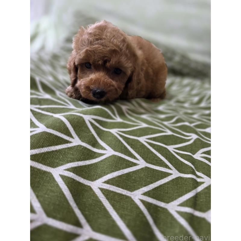 成約済の埼玉県のタイニープードル-418583の12枚目