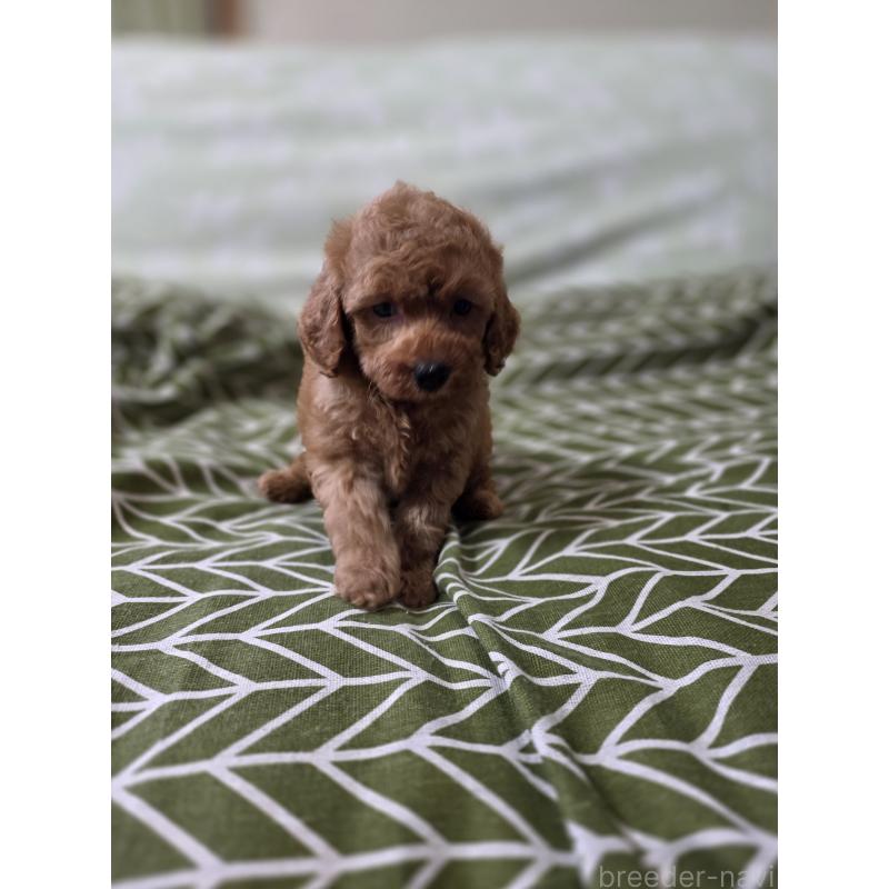 成約済の埼玉県のタイニープードル-418583の11枚目