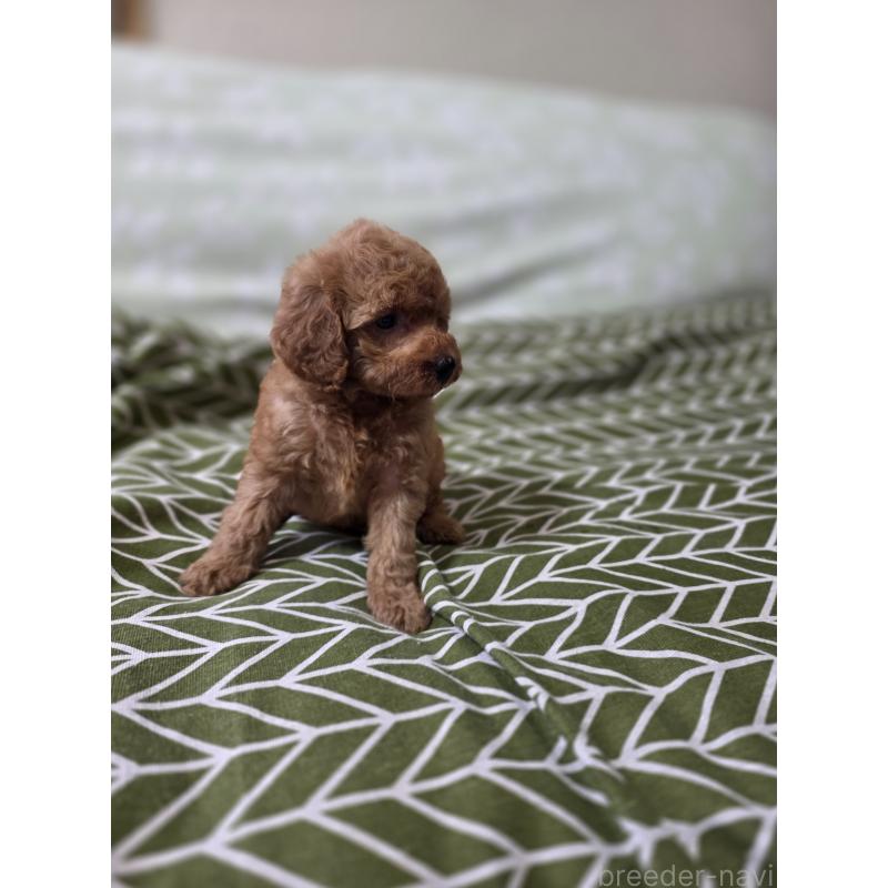 成約済の埼玉県のタイニープードル-418583の10枚目