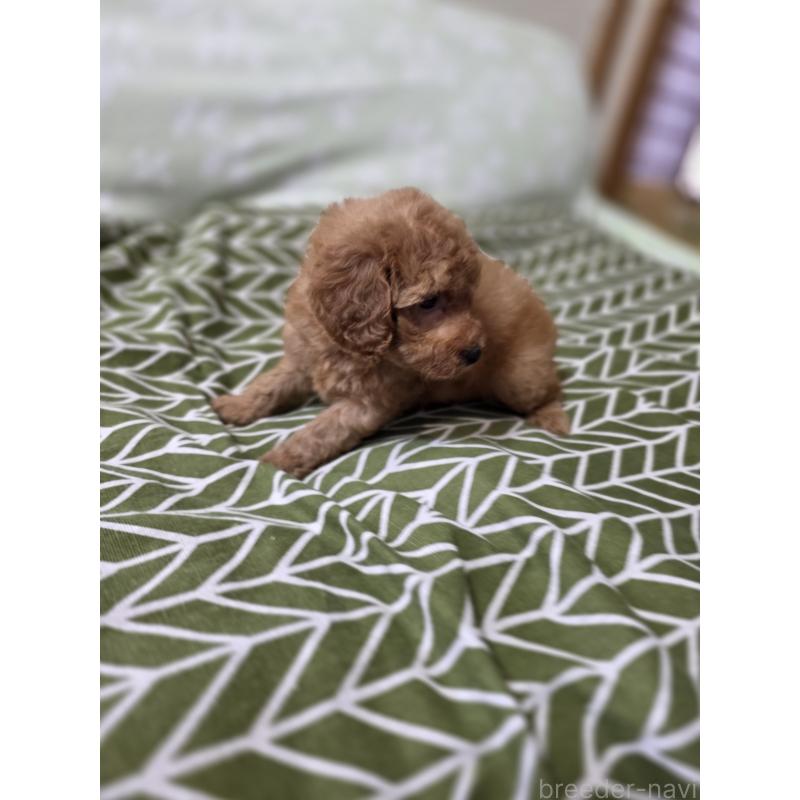 成約済の埼玉県のタイニープードル-418583の9枚目