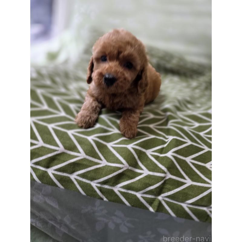 成約済の埼玉県のタイニープードル-418583の8枚目