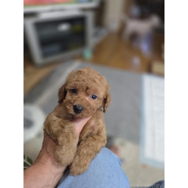 成約済の埼玉県のタイニープードル-418583の7枚目